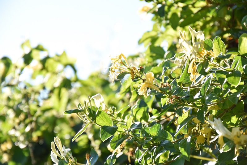 金銀花烘干除濕 金銀花烘干除濕