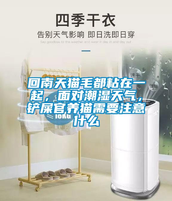 回南天貓毛都粘在一起，面對潮濕天氣，鏟屎官養(yǎng)貓需要注意什么
